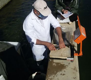 بهگزینی پیشمولدین برای ایجاد گلّههای مولد با کیفیت