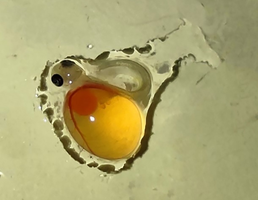 لارو با کیسه زرده