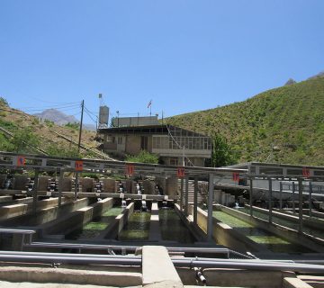 استخرهای فاز یک، بچه ماهی