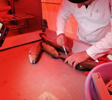 نمونه برداری جهت تعیین پلوئیدی مولدین نر