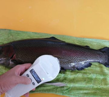 نرهای تگگذاری شده جهت تولید گلههای تمام ماده و تریپلوئید