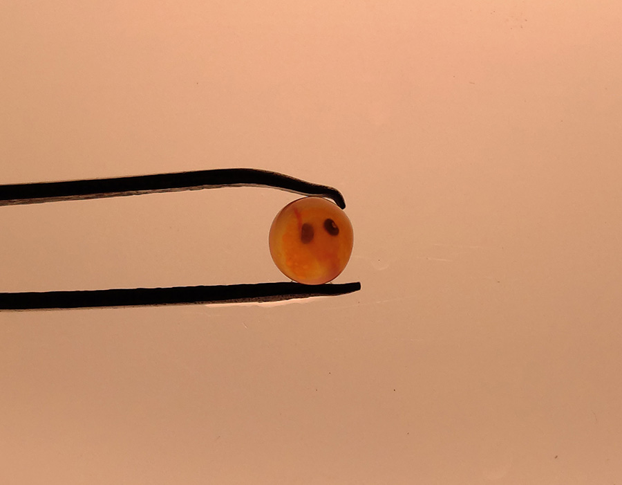 تخم چشم زده