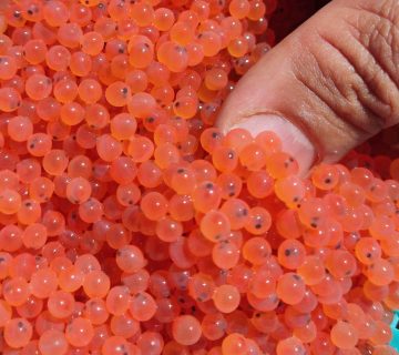 تخم چشم زده